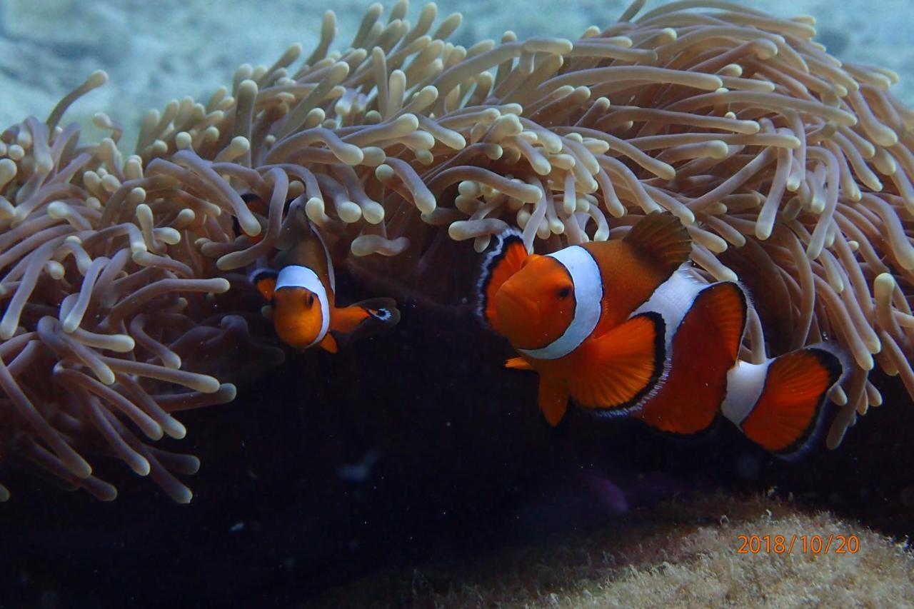 Zeavola Resort Phi Phi Don Esterno foto Clownfish