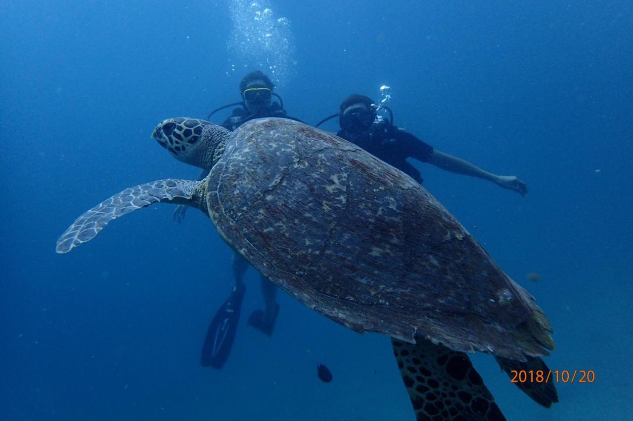 Zeavola Resort Phi Phi Don Esterno foto Green sea turtle