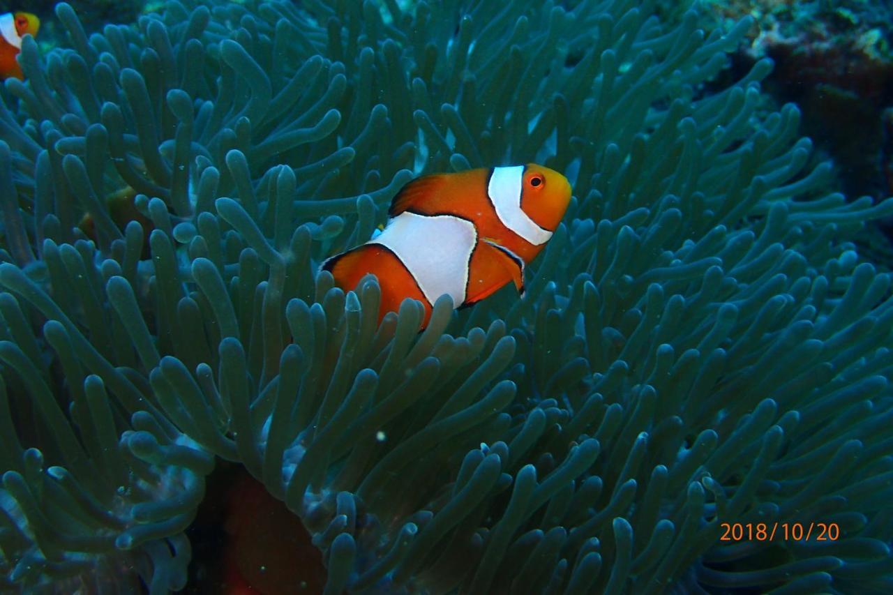 Zeavola Resort Phi Phi Don Esterno foto Clownfish