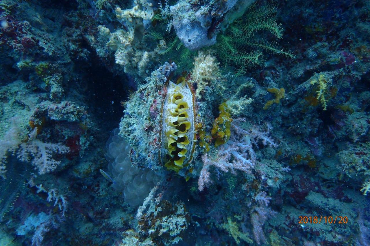 Zeavola Resort Phi Phi Don Esterno foto A living Hexagrammos, or kelp bass